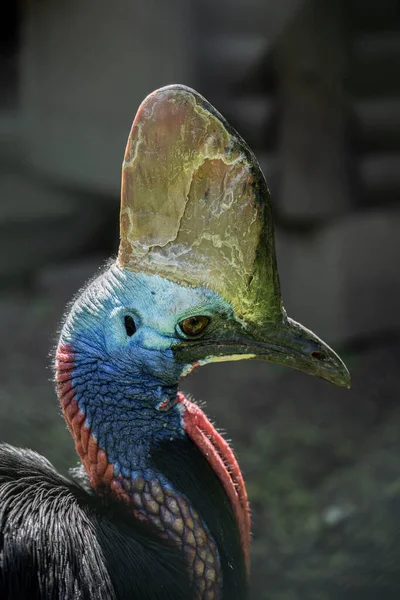 Επικίνδυνο Αλλά Όμορφο Πολύχρωμο Πουλί Cassowary — Φωτογραφία Αρχείου