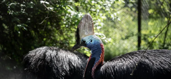 Niebezpieczne Ale Piękne Kolorowe Ptaki Cassowary — Zdjęcie stockowe