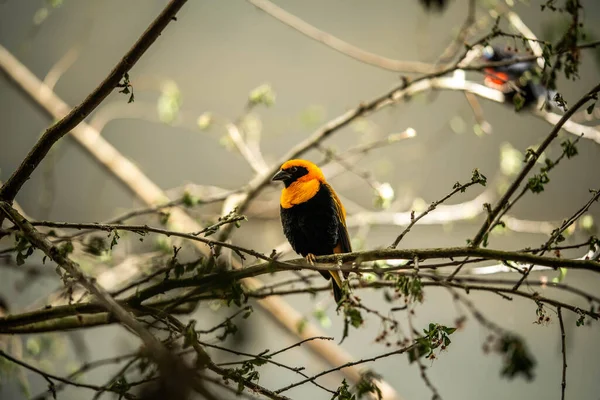 Schöner Webervogel Sitzt Auf Einem Ast — Stockfoto