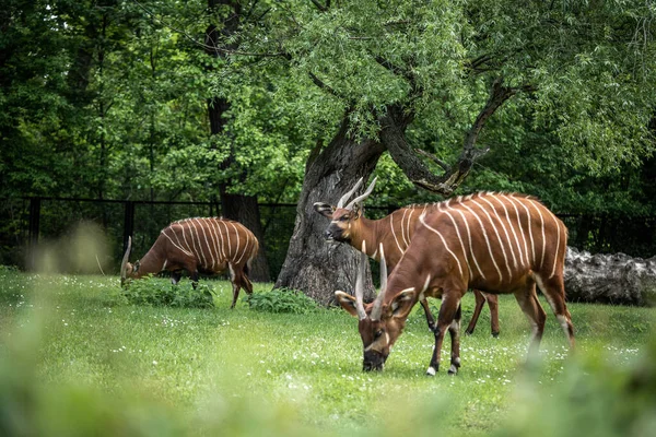 Bongo Antilopları Sulu Otlar Yiyor Telifsiz Stok Fotoğraflar