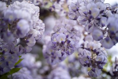 İnanılmaz güzel mor egzotik çiçekler.