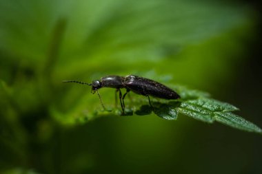 Isırgan yaprağında uzun bir böcek