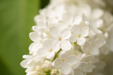 Parkta beyaz leylak çiçek açar.