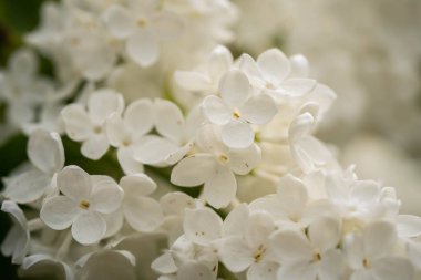 Parkta beyaz leylak çiçek açar.