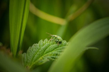 Yaprağın üzerindeki yeşil buğday biti, inanılmaz vahşi yaşam.