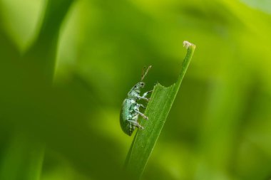 Çimlerin üzerinde yeşil buğday biti, inanılmaz vahşi yaşam