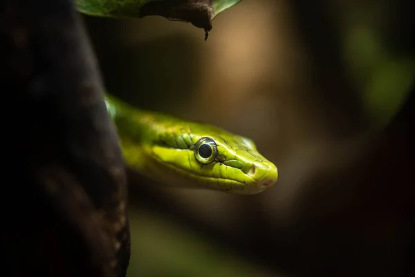 Serpente Verde Annida Tra Rami — Foto Stock