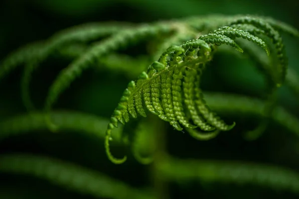 Young Juicy Green Growing Fern — Stock Photo, Image