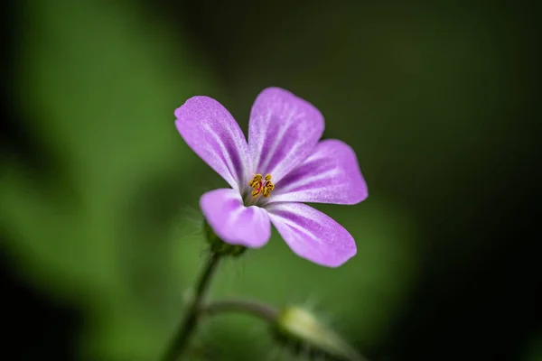 Pequena Flor Roxa Curta Distância — Fotografia de Stock