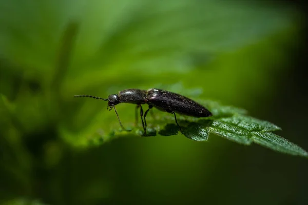 Langer Käfer Auf Einem Brennnesselblatt — Stockfoto
