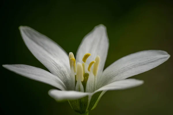 Piękny biały kwiat z bliska, niesamowita dzika przyroda — Zdjęcie stockowe