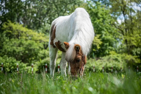 Krásné skvrnité koňské pastviny na louce, neuvěřitelná divoká zvěř — Stock fotografie