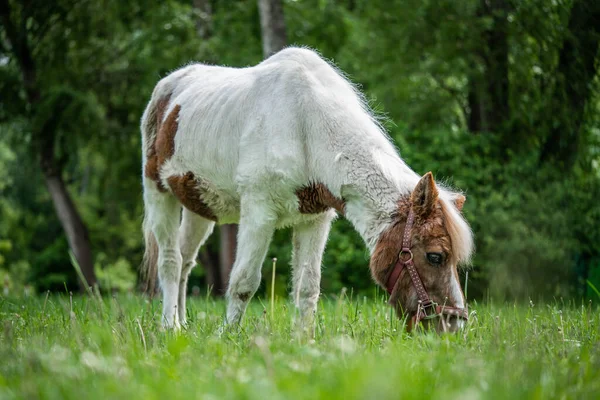 Krásné skvrnité koňské pastviny na louce, neuvěřitelná divoká zvěř — Stock fotografie