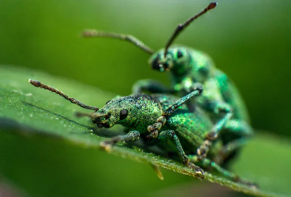 Türkisfarbene Rüsselkäfer paaren sich auf einem Blatt, unglaubliche Tierwelt — Stockfoto