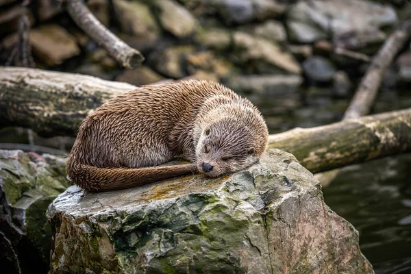 Lontra Bonito Dormindo Uma Pedra Imagens Royalty-Free