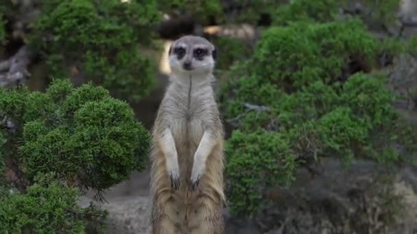 Petit Meerkat Mignon Est Assis Sur Garde — Video