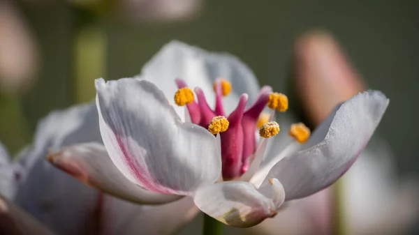 Flor branca delicada. Conceito: data, ternura, sentimentos, amor — Fotografia de Stock