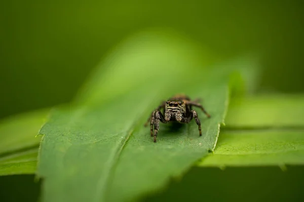 Spider Jumper regarde dans le cadre. Concept : mignon, convivialité, curiosité — Photo