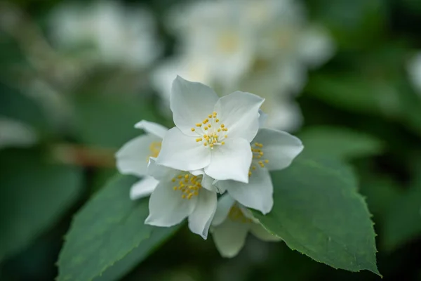 Flores de jazmín fragante. Concepto: aroma, belleza, ternura, pureza —  Fotos de Stock