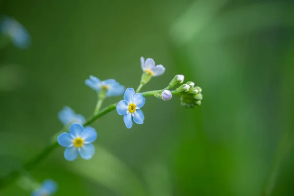 Délicate fleur bleue. Concept : date, tendresse, sentiments, amour — Photo