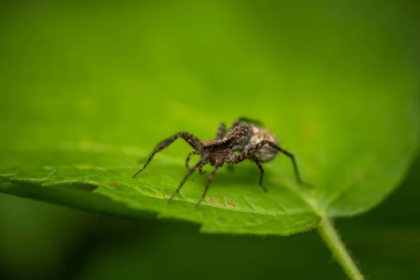 Spinnenfrau mit einem Sack voller Eier. Konzept: Pflege, Mutterschaft, Nachwuchs — Stockfoto