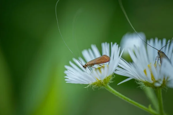 Die kleine Motte ernährt sich von Kamillennektar. Konzept: Bestäubung, Nektar, Pollen — Stockfoto