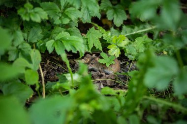 Küçük fare çimenlerde saklanıyor. Kavram: saklanma