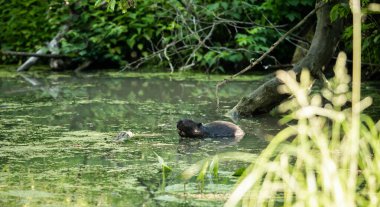 Kunduz suda dinleniyor. Kemirmek, yüzmek, bir baraj inşa etmek