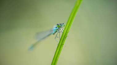 Otların üzerinde yusufçuk. konsept zarafet, uçuş, hafiflik