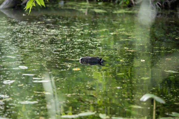 Beaver Swims Lake Concept Gnaw — Stock Photo, Image