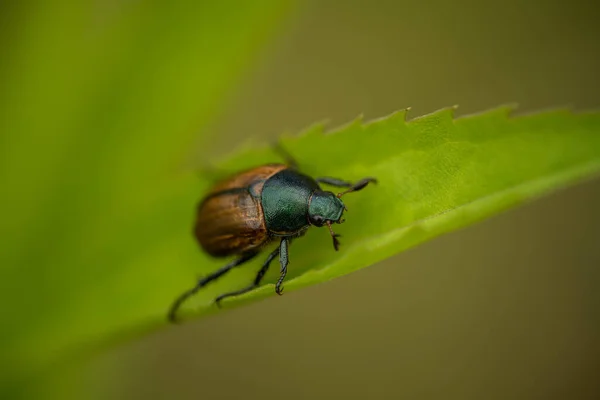 Besouro marrom em uma folha verde, verão — Fotografia de Stock