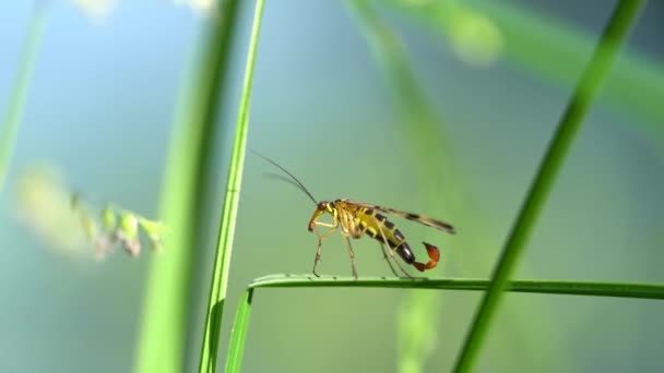 Scorpion Fly Grass Concept Horror Danger Predator — 图库视频影像