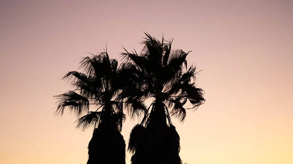 Siluetas de palmeras. Concepto: vacaciones, calor, viajes, aventura, playa —  Fotos de Stock