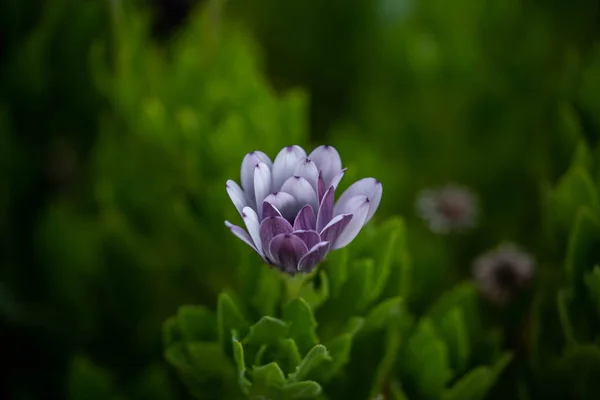 Delikatnie liliowy arctotis kwitnący kwiat, niesamowite piękno — Zdjęcie stockowe