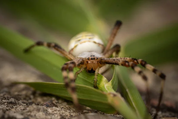 Uma aranha enorme com listras nas costas como uma vespa, bom dia de verão — Fotografia de Stock