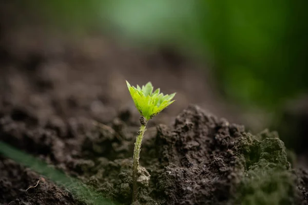 Küçük Yeşil Filiz Inanılmaz Vahşi Yaşam — Stok fotoğraf