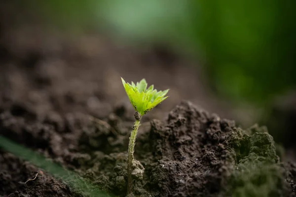 Pequeño Brote Verde Increíble Vida Silvestre — Foto de Stock