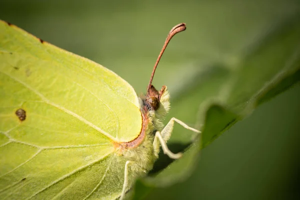 Hellgrüner Flauschiger Schmetterling Auf Einem Blatt — Stockfoto