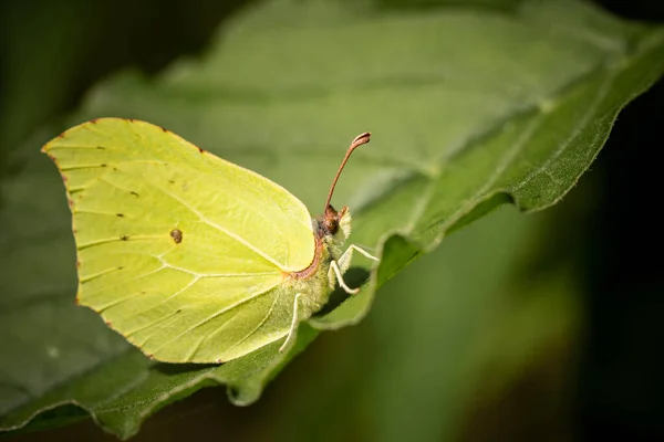 Hellgrüner Flauschiger Schmetterling Auf Einem Blatt — Stockfoto