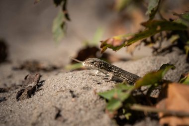 lizard peeking out of hiding, incredible wildlife, summer day