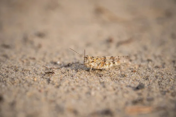 Die Heuschrecke Versteckt Sich Heißen Sand Unglaubliche Tierwelt — Stockfoto