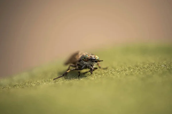 Gadfly Amazing Eyes Incredible Wildlife — Fotografia de Stock