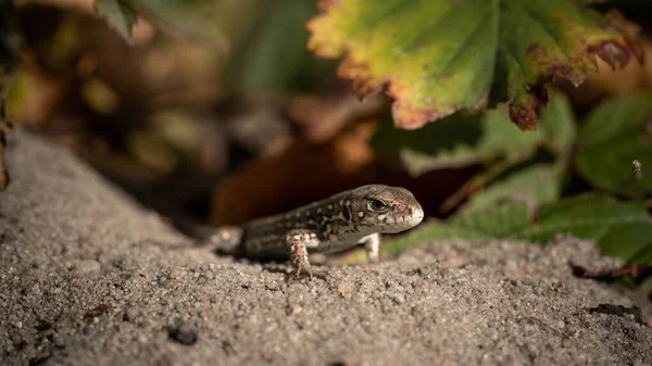 Lizard Peeking Out Hiding Incredible Wildlife Summer Day — Φωτογραφία Αρχείου