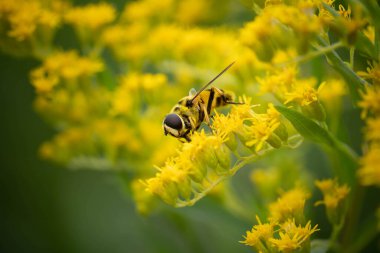 fly buzzers collect pollen on bright yellow flowers, incredible wildlife