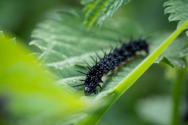 A beautiful caterpillar prepares to transform into an even more beautiful butterfly
