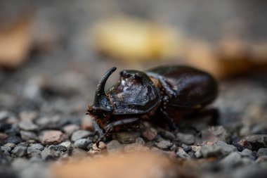 rhinoceros beetle traveling on a forest road, incredible wildlife