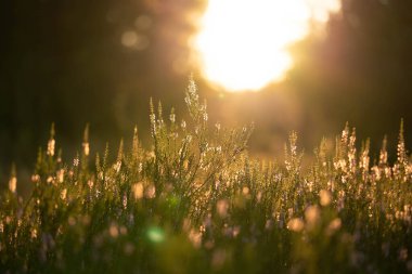 field in the forest with delicate small flowers bathed in the sun, incredible wildlife