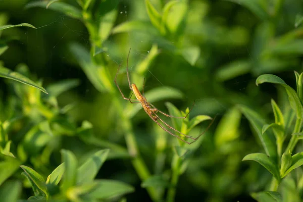 Spider Waiting Victim Hanging Web Incredible Wildlife — Stockfoto