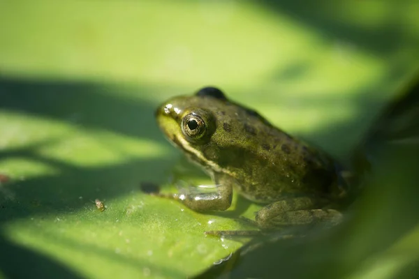 Bright Iridescent Green Frog Incredible Wildlife — Φωτογραφία Αρχείου