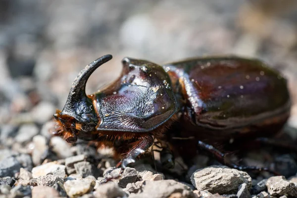 Escarabajo Rinoceronte Que Viaja Por Camino Forestal — Foto de Stock